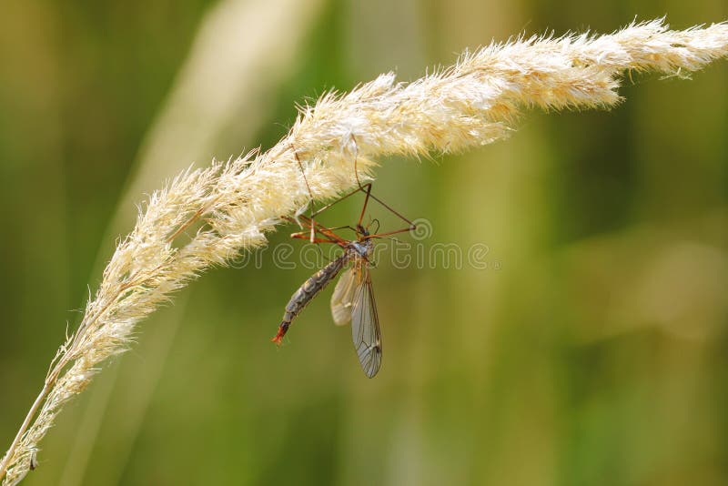 The male mosquito sitting on grass, macro. The male mosquito sitting on grass, macro