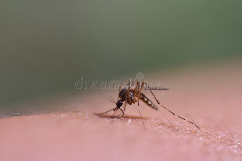El Mosquito Bebe La Sangre - Tiro Macro Imagen de archivo ...