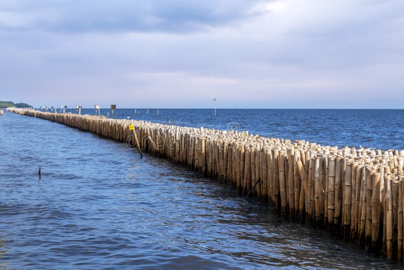 El muro de la valla de Bambú es un rompeolas para proteger la costa y el bosque de manglares de la erosión de las olas y la torme imagenes de archivo El muro de la valla de Bambú es un rompeolas para proteger la costa y el bosque de manglares de la erosión de las olas y la torme imagenes de archivo
