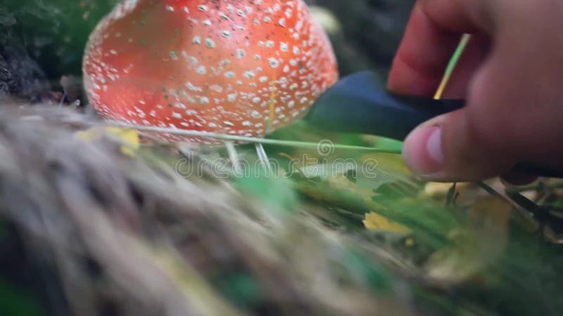 El mushroomer de la mano escoge la seta de la amanita en