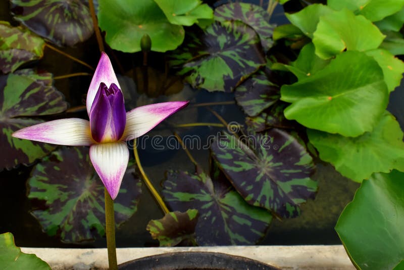 El Nelumbo violeta y amarillo Nucifera Lotus en la piscina de agua imagen de archivo El Nelumbo violeta y amarillo Nucifera Lotus en la piscina de agua imagen de archivo