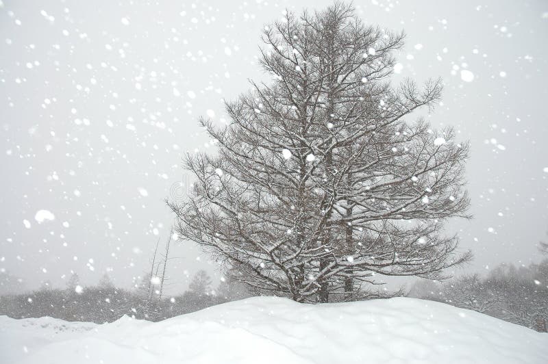El nevar en el invierno foto de archivo El nevar en el invierno foto de archivo