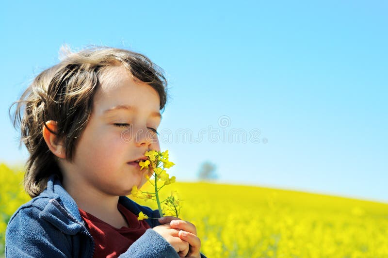 El Niño Pequeño Huele La Flor De La Rabina Foto de archivo - Imagen de flores, planta: 19585074 El Niño Pequeño Huele La Flor De La Rabina Foto de archivo - Imagen de flores, planta: 19585074