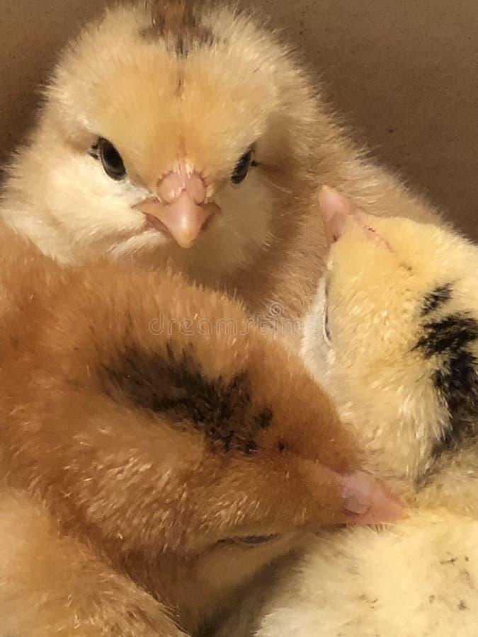 El ni?o sostiene un pollo en sus manos Control de la mano que cuida para un peque?o pollo imágenes de archivo libres de regalías El ni?o sostiene un pollo en sus manos Control de la mano que cuida para un peque?o pollo imágenes de archivo libres de regalías
