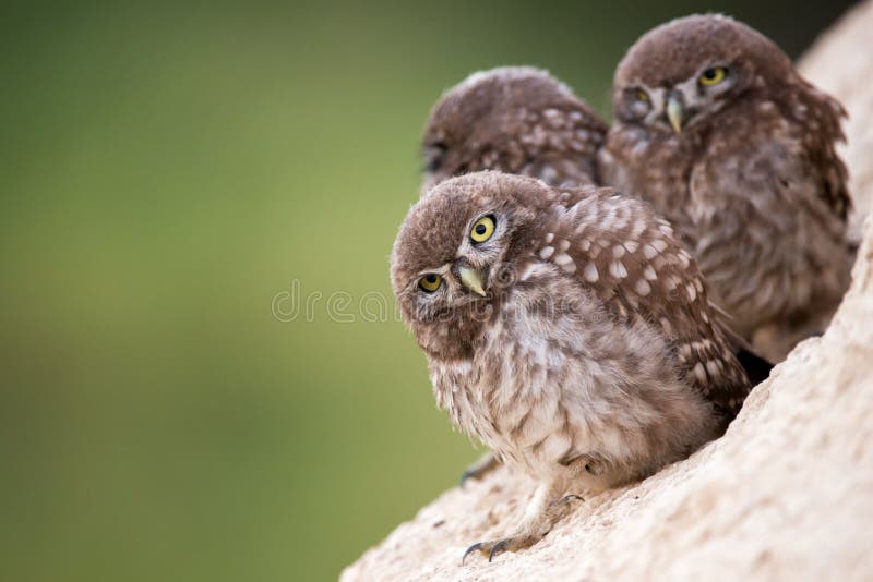 El noctua joven del Athene del pequeño búho tres se coloca cerca de su agujero foto de archivo El noctua joven del Athene del pequeño búho tres se coloca cerca de su agujero foto de archivo