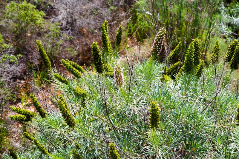El nombre científico de esta planta es webbii del Echium fotografía de archivo libre de regalías El nombre científico de esta planta es webbii del Echium fotografía de archivo libre de regalías