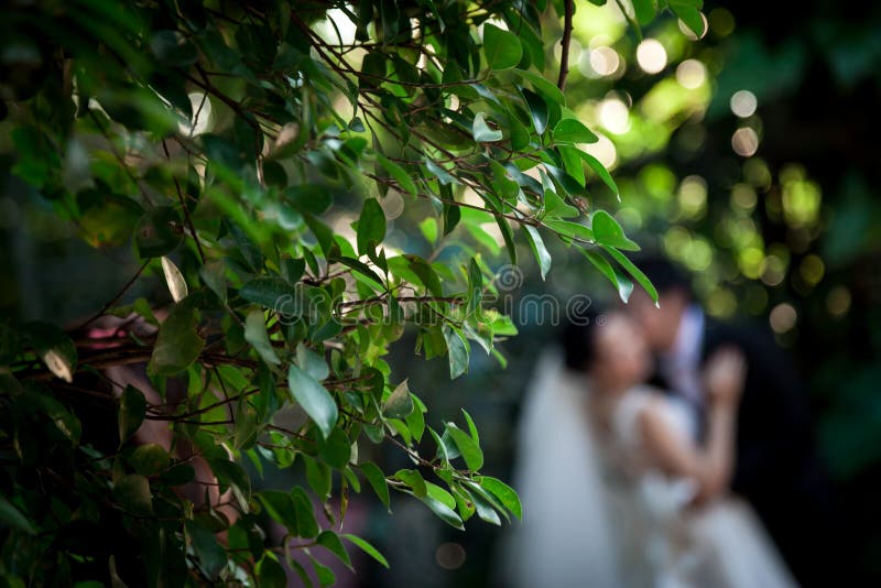 El novio está besando a la novia Por tenga hojas son el primero plano imagenes de archivo El novio está besando a la novia Por tenga hojas son el primero plano imagenes de archivo