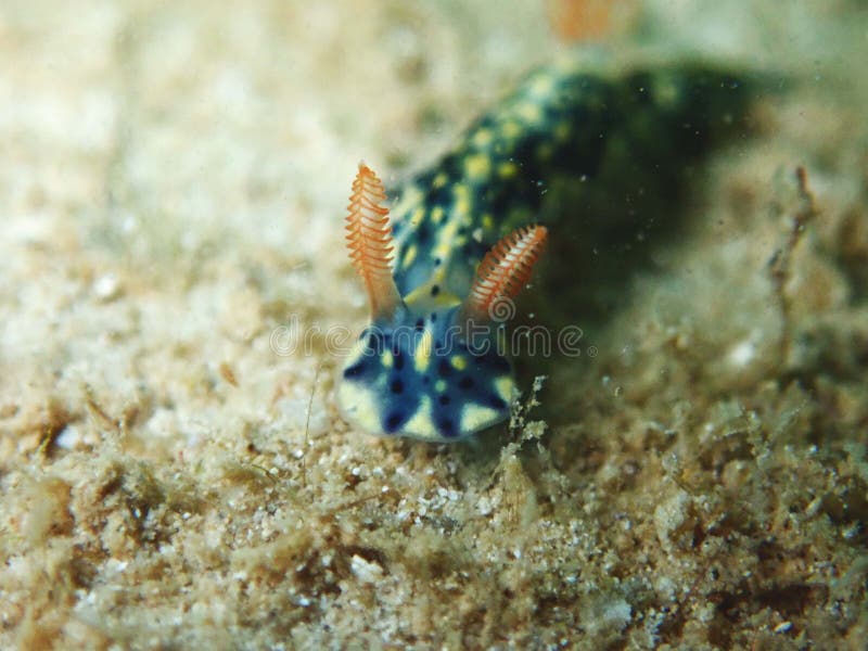El nudibranch Hypselodoris pintó en Tunku Abdul Rahman Park, Kota Kinabalu Sabah, Malasia fotografía de archivo El nudibranch Hypselodoris pintó en Tunku Abdul Rahman Park, Kota Kinabalu Sabah, Malasia fotografía de archivo