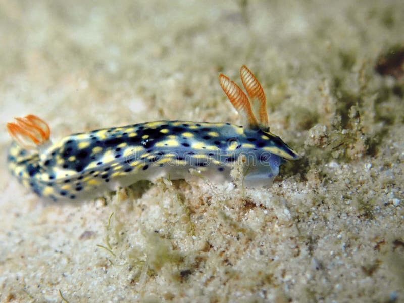 El nudibranch Hypselodoris pintó en Tunku Abdul Rahman Park, Kota Kinabalu Sabah, Malasia fotografía de archivo libre de regalías El nudibranch Hypselodoris pintó en Tunku Abdul Rahman Park, Kota Kinabalu Sabah, Malasia fotografía de archivo libre de regalías