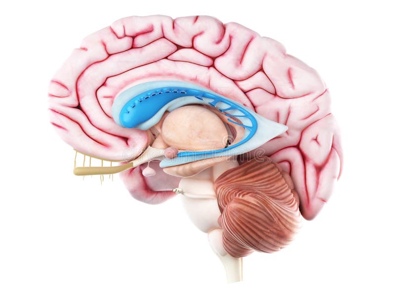 3d rendered medically accurate illustration of the caudate nucleus. 3d rendered medically accurate illustration of the caudate nucleus