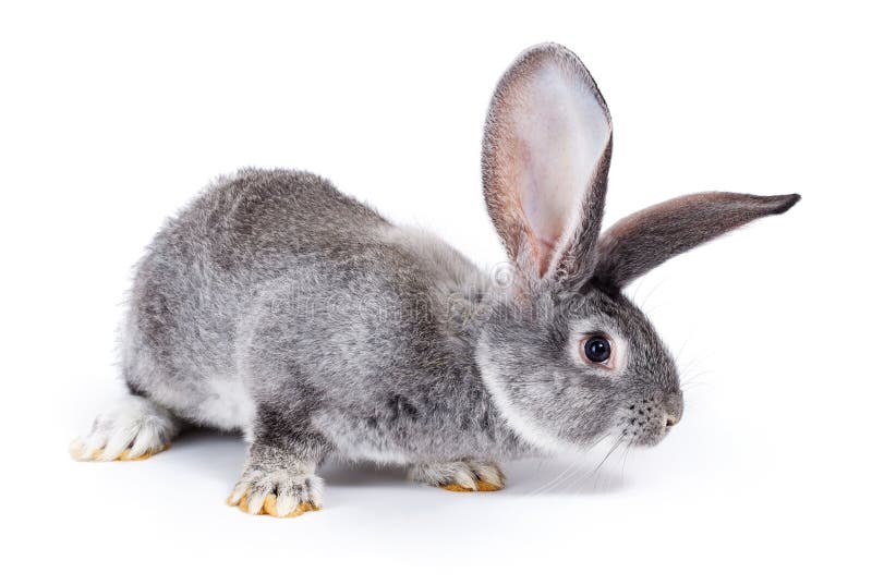 El oler gris curioso del conejo