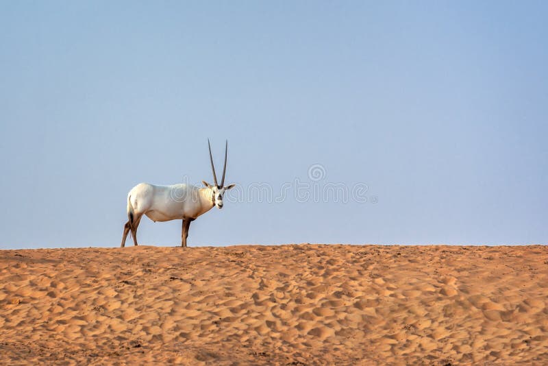 El oryx árabe, también llamó el leucoryx blanco del Oryx del oryx en el desierto cerca de Dubai, UAE imagen de archivo El oryx árabe, también llamó el leucoryx blanco del Oryx del oryx en el desierto cerca de Dubai, UAE imagen de archivo