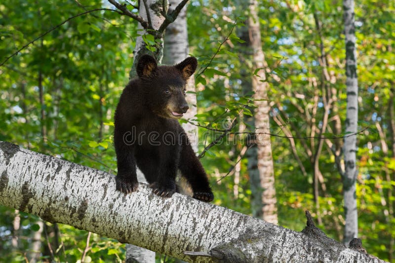 Young Black Bear Cub (Ursus americanus) Stands on Birch Branch - captive animal. Young Black Bear Cub (Ursus americanus) Stands on Birch Branch - captive animal