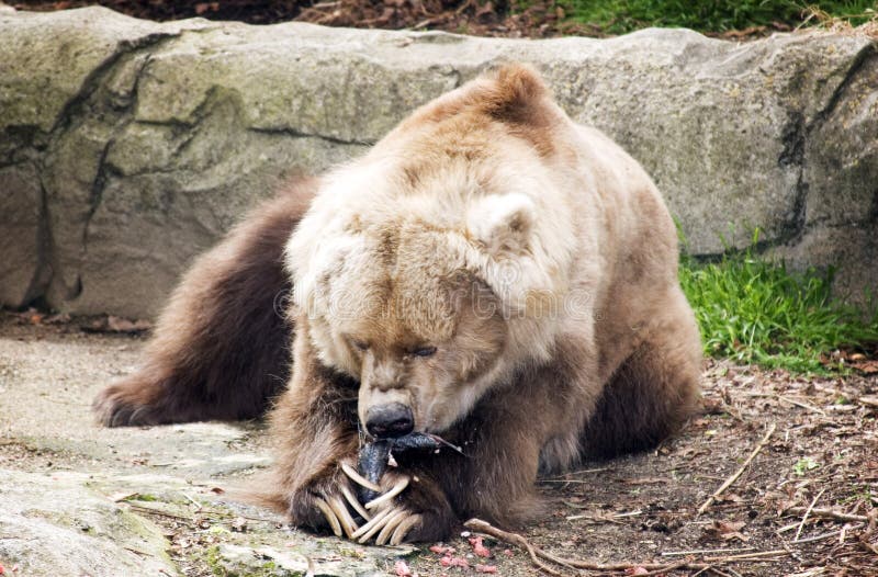 El oso de Kodiak come un pescado fotografía de archivo