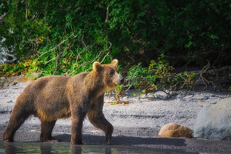 El oso marrón de Kamchatka coge pescados en el lago Kuril Península de Kamchatka, Rusia imagenes de archivo El oso marrón de Kamchatka coge pescados en el lago Kuril Península de Kamchatka, Rusia imagenes de archivo