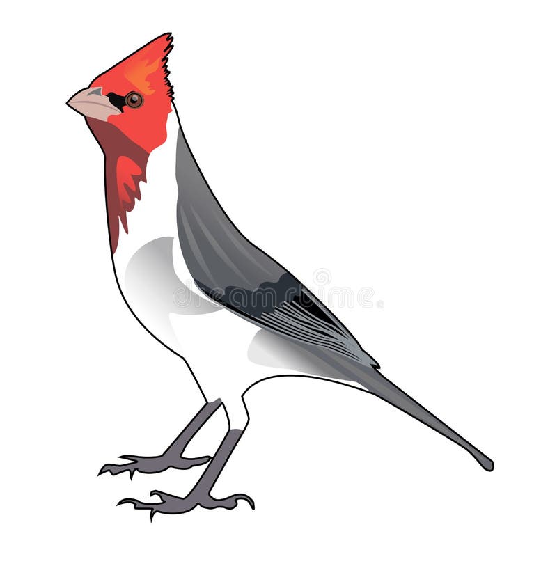 El Pájaro Red Heads Cardinal ' Pintó En Un Fondo Blanco Ilustración Del  Vector Ilustración del Vector - Ilustración de costa, piernas: 60759159