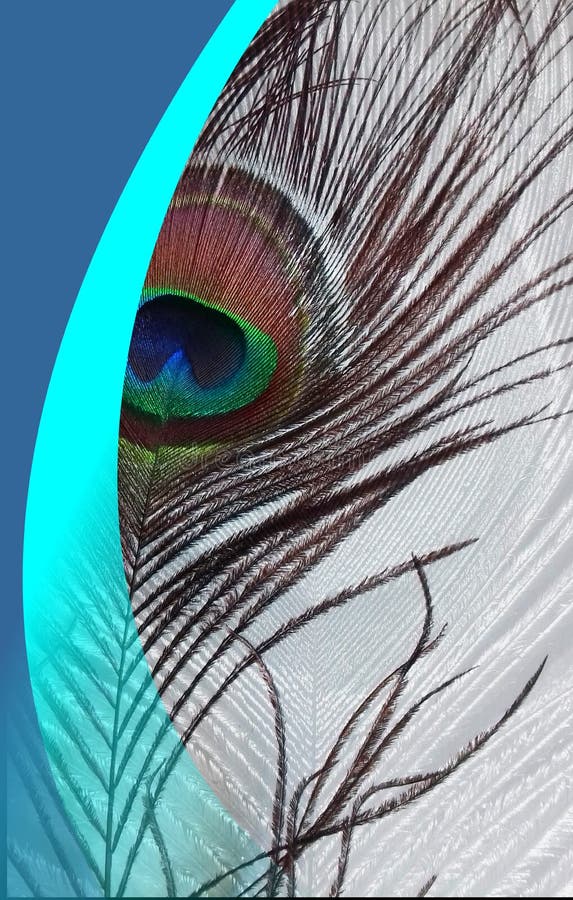 El Padre Del Bl Del Pavo Real Con El Azul Abstracto Del Vector Sombreó El Fondo Ilustración Del Vector Ilustración del Vector - Ilustración de elegancia, decorativo: 104511300 El Padre Del Bl Del Pavo Real Con El Azul Abstracto Del Vector Sombreó El Fondo Ilustración Del Vector Ilustración del Vector - Ilustración de elegancia, decorativo: 104511300