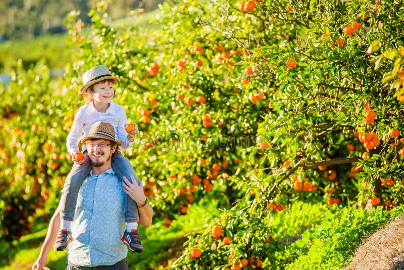 El padre feliz con su hijo joven se divierte en fruta cítrica foto de archivo libre de regalías El padre feliz con su hijo joven se divierte en fruta cítrica foto de archivo libre de regalías
