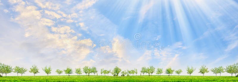 El paisaje de la primavera con los árboles y el sol jovenes irradia en fondo del cielo azul