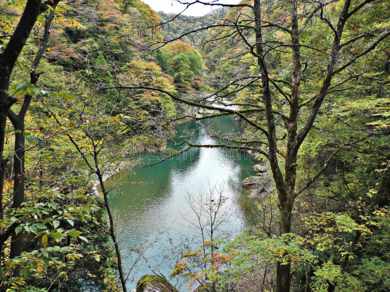 El paisaje del cambio del color de las hojas y la turquesa riegan la corriente en la garganta de Dakigaeri en Japón imágenes de archivo libres de regalías El paisaje del cambio del color de las hojas y la turquesa riegan la corriente en la garganta de Dakigaeri en Japón imágenes de archivo libres de regalías