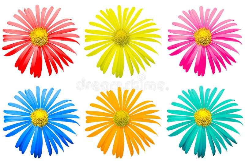El paquete del crisantemo exótico coloreado florece macro aislado foto de archivo El paquete del crisantemo exótico coloreado florece macro aislado foto de archivo