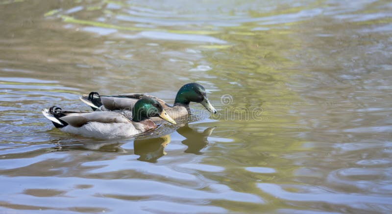 El par de pato silvestre ducks la natación en el lago fotos de archivo El par de pato silvestre ducks la natación en el lago fotos de archivo
