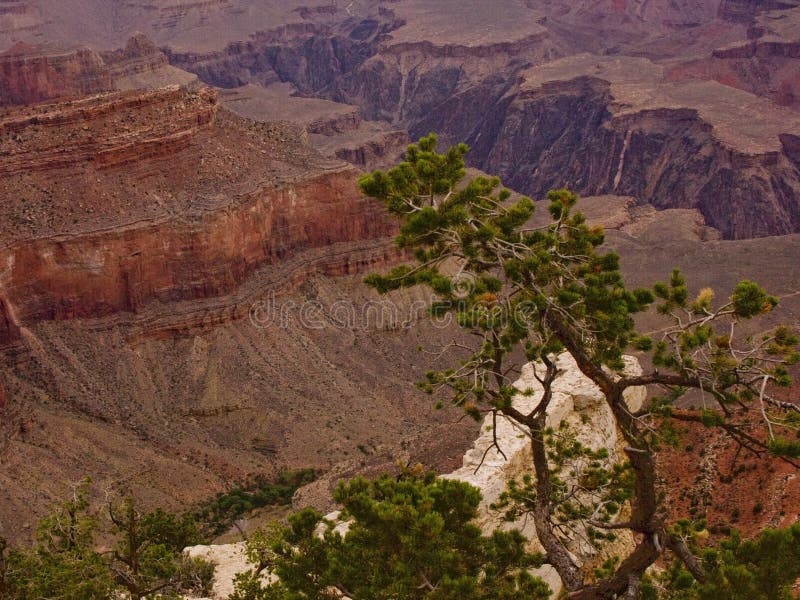 El parque nacional de Grand Canyon, abandona la señal americana imagen de archivo El parque nacional de Grand Canyon, abandona la señal americana imagen de archivo