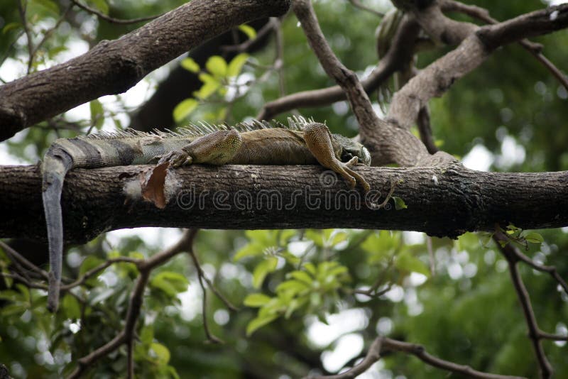 Iguana the iguana img