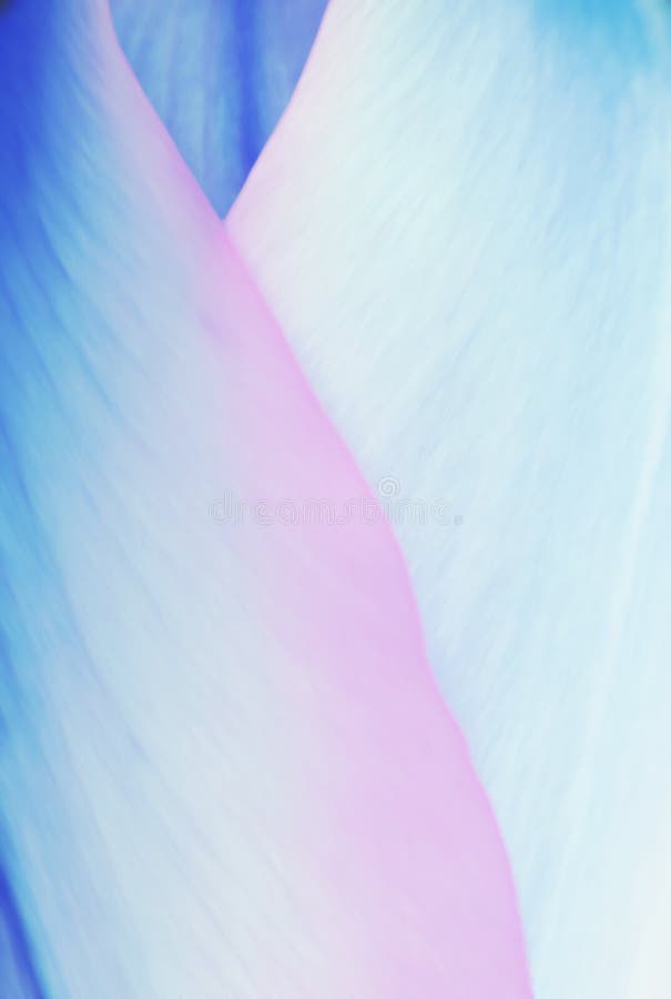 El pastel coloreó los pétalos del tulipán, el azul floral suave del fondo y el perno fotografía de archivo El pastel coloreó los pétalos del tulipán, el azul floral suave del fondo y el perno fotografía de archivo