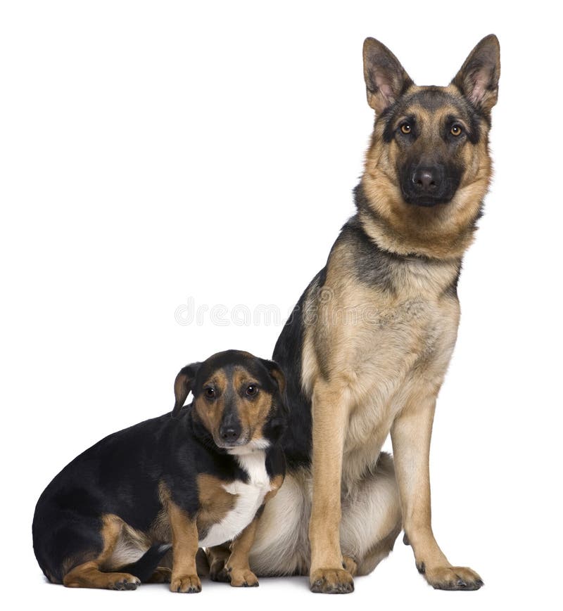 Bobtail Dog Perro Viejo Pastor Ingles Stock Photo 1162963276