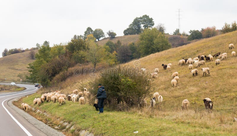 El pastor pasta ovejas y cabras cerca del camino que pasa a través del pueblo de Saschiz en Rumania fotografía de archivo libre de regalías El pastor pasta ovejas y cabras cerca del camino que pasa a través del pueblo de Saschiz en Rumania fotografía de archivo libre de regalías