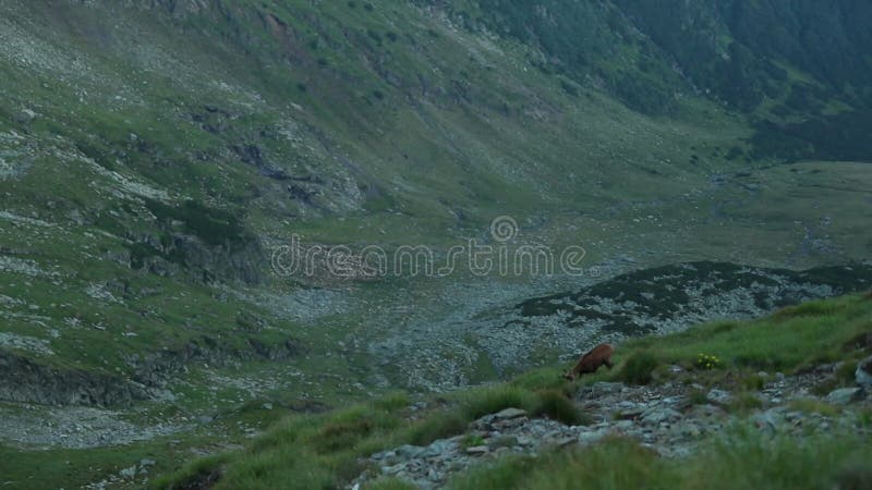 El pastoreo de las camuzas en la montaña en verano