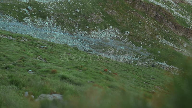 El pastoreo de las camuzas en la montaña en verano