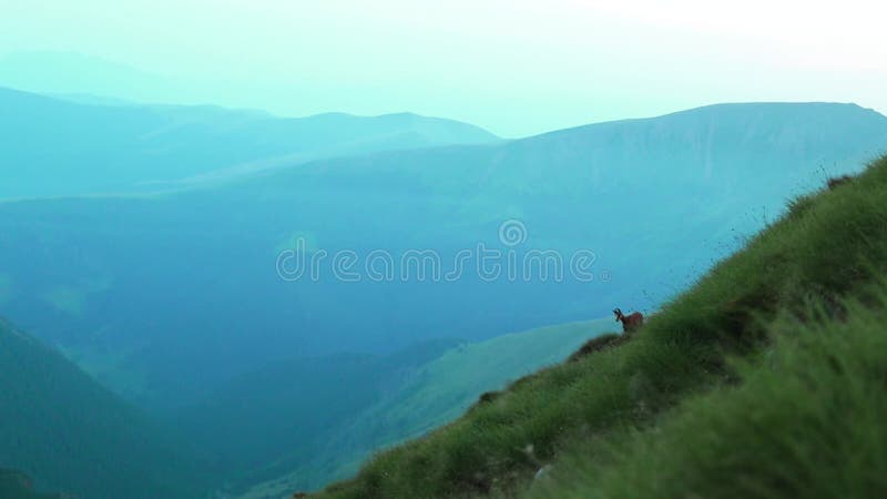 El pastoreo de las camuzas en la montaña en verano