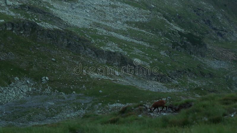 El pastoreo de las camuzas en la montaña en verano