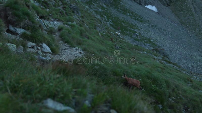 El pastoreo de las camuzas en la montaña en verano