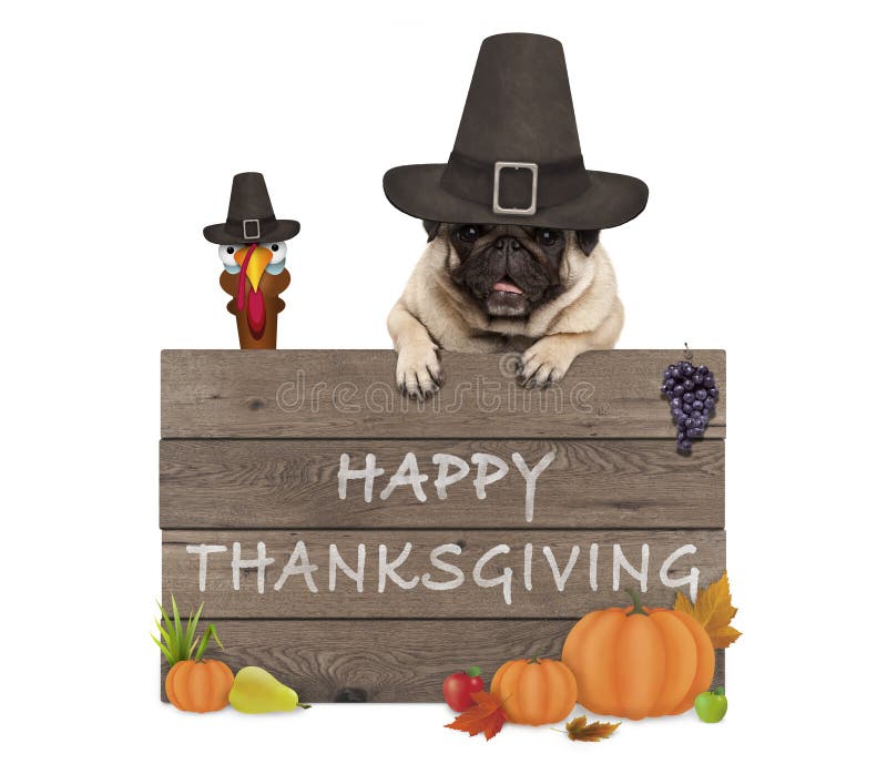 Funny turkey and pug dog wearing pilgrim hat for Thanksgiving day and wooden sign with text happy thanksgiving, isolated on white background. Funny turkey and pug dog wearing pilgrim hat for Thanksgiving day and wooden sign with text happy thanksgiving, isolated on white background