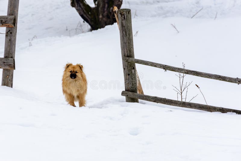 El pekinés es una situación linda preciosa del perro en una nieve nevosa cerca de la cerca foto de archivo libre de regalías El pekinés es una situación linda preciosa del perro en una nieve nevosa cerca de la cerca foto de archivo libre de regalías