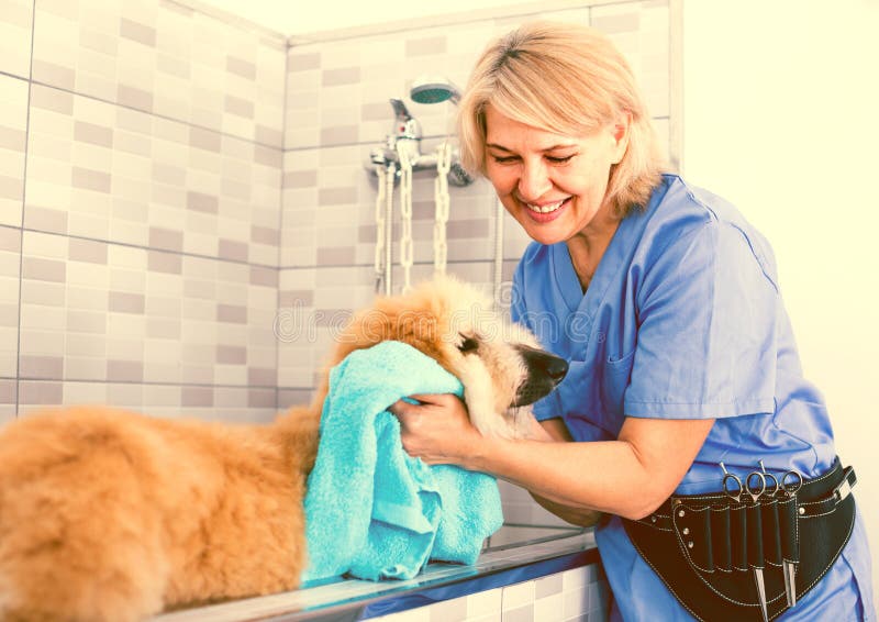 El peluquero maduro de la mujer limpia el perrito del afgano en el peluquero para los perros foto de archivo El peluquero maduro de la mujer limpia el perrito del afgano en el peluquero para los perros foto de archivo