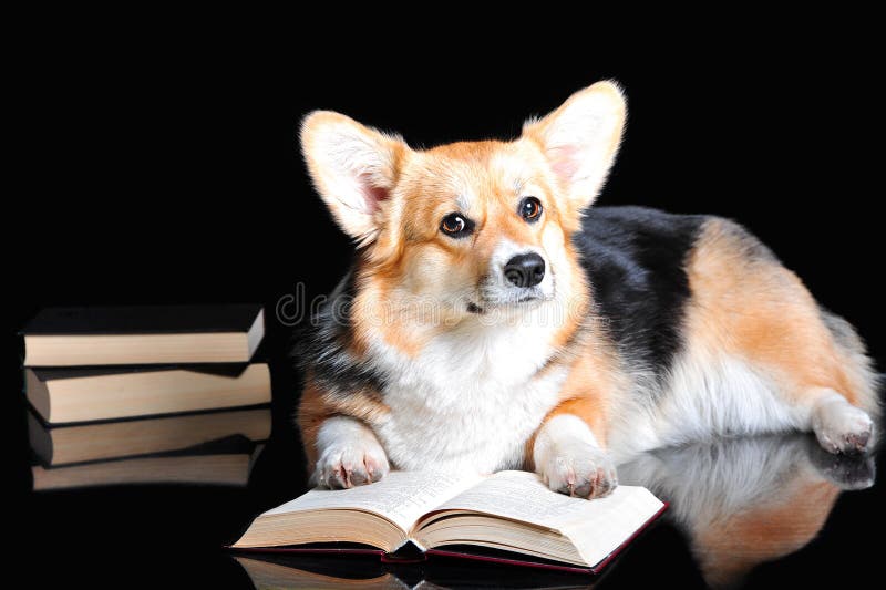El Pembroke del Corgi Galés lee un libro, aislado en negro fotos de archivo El Pembroke del Corgi Galés lee un libro, aislado en negro fotos de archivo