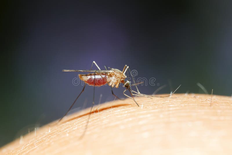 Un Mosquito Se Sienta En Una Mano Humana Del ` S Y Bebe ...