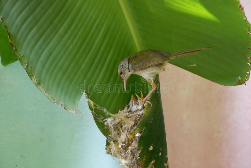 El pequeño colibrí común abre la boca y espera la comida de los padres en un nido con una hoja de plátano. imagen de archivo libre de regalías