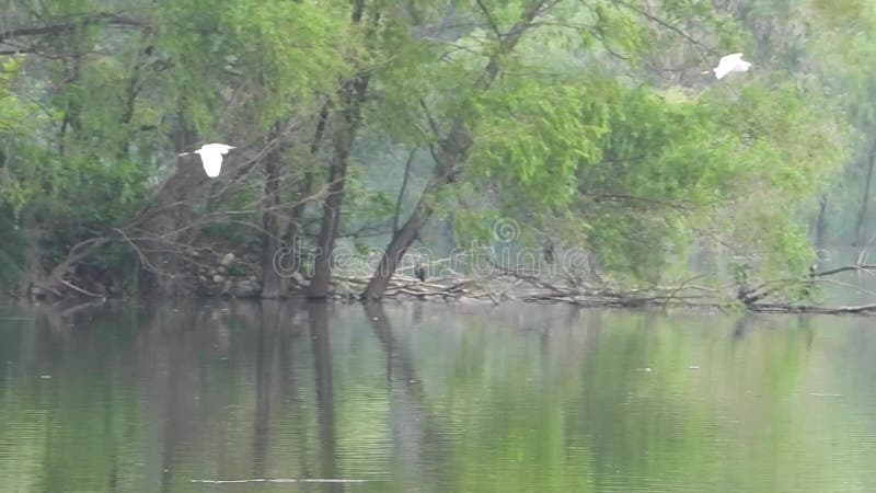 El pequeño egret volador