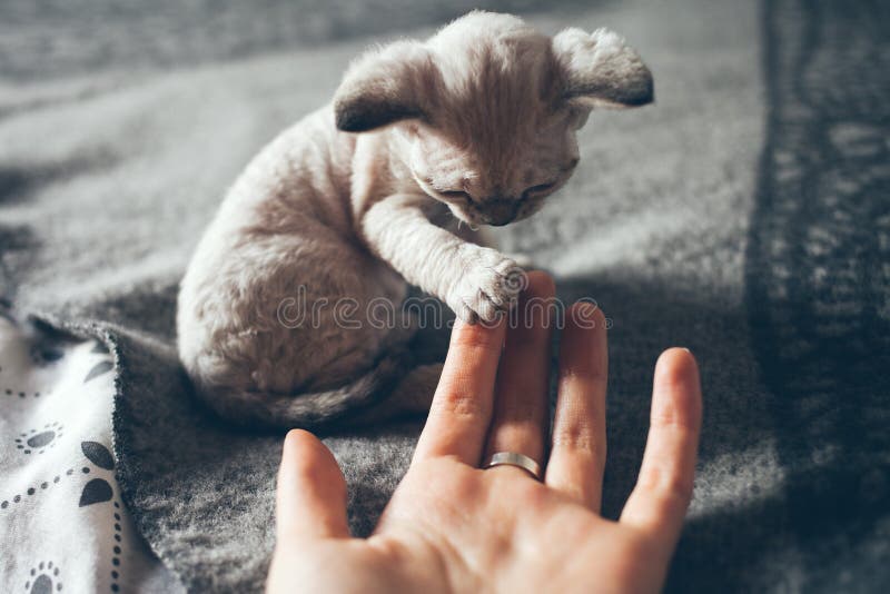 El pequeño gatito de Devon Rex da su pata a un ser humano y quiere jugar foto de archivo El pequeño gatito de Devon Rex da su pata a un ser humano y quiere jugar foto de archivo