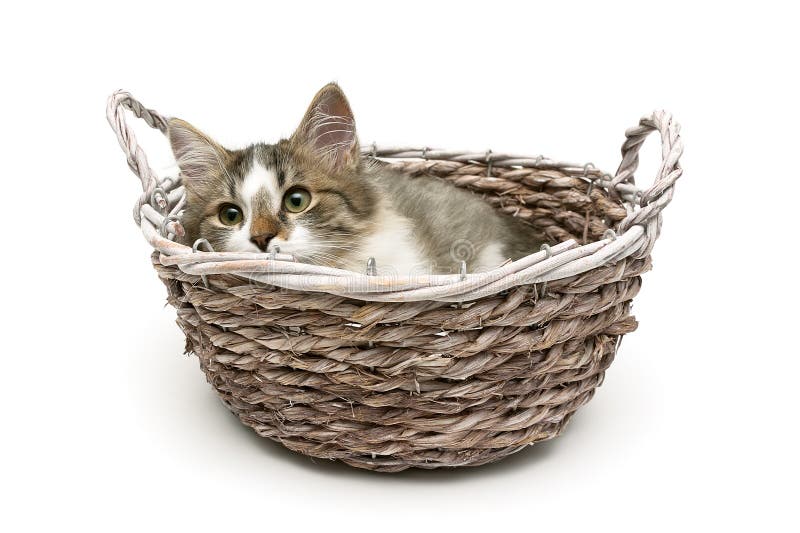 El pequeño gatito mullido miente en una cesta en un fondo blanco imágenes de archivo libres de regalías El pequeño gatito mullido miente en una cesta en un fondo blanco imágenes de archivo libres de regalías
