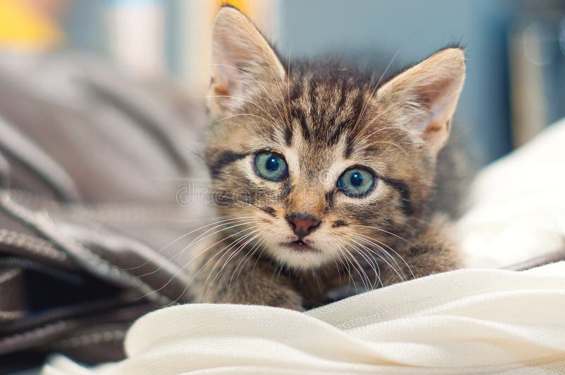 El pequeño gato lindo está mintiendo en una manta imagenes de archivo El pequeño gato lindo está mintiendo en una manta imagenes de archivo