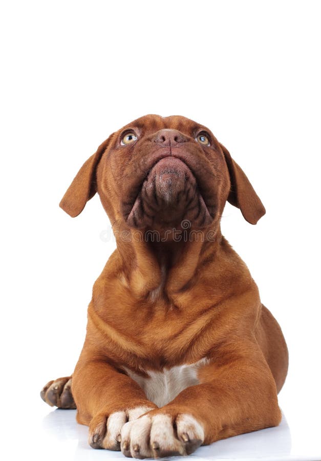 El pequeño perro de perrito curioso de dogue de bordeaux mira para arriba imagen de archivo libre de regalías El pequeño perro de perrito curioso de dogue de bordeaux mira para arriba imagen de archivo libre de regalías
