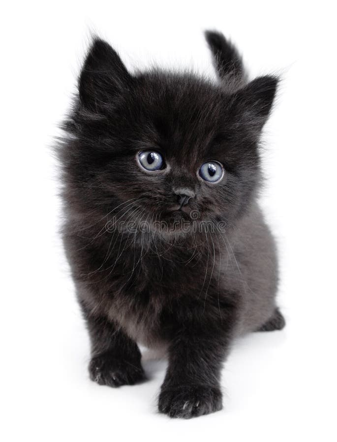 El pequeño recorrer negro del gatito imágenes de archivo libres de regalías