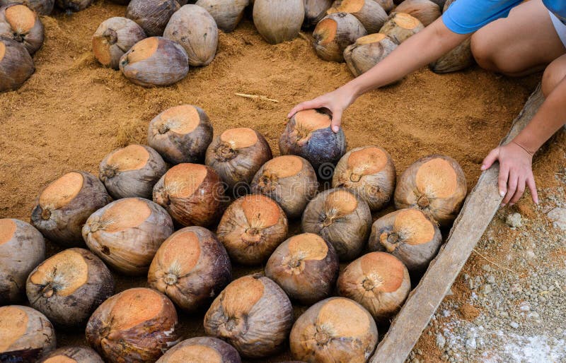 El perfume del coco está cortando va a las razas fotografía de archivo libre de regalías