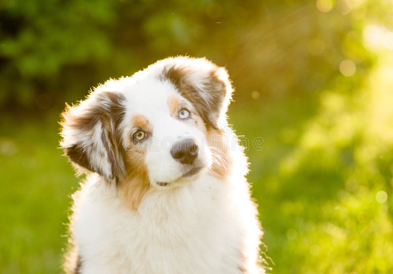 El perrito australiano del pastor inclina la cabeza fotografía de archivo El perrito australiano del pastor inclina la cabeza fotografía de archivo